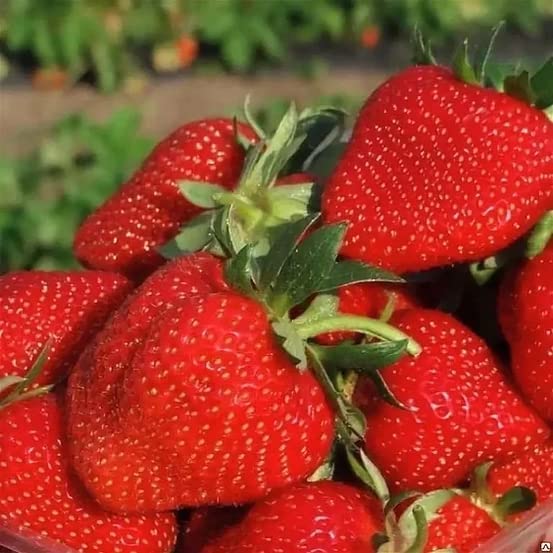 1000+ Sweet Strawberry Seeds for Planting Heirloom Non GMO Seeds for Hydroponic Garden