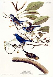 indigo bird. from”the birds of america” (amsterdam edition)