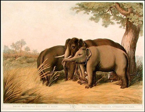 Decoy Elephants Catching a Male/Des Elephants Dresses, Attrapant un MΓle