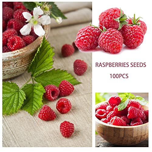 6 Types Mix Fruit Seeds for Planting Strawberries Grape Raspberries Blueberry Elderberry Cherry Seeds 560+ Non-GMO Heirloom and Organic for Home Garden / Bonsai Berry Seeds Sweet and Delicious
