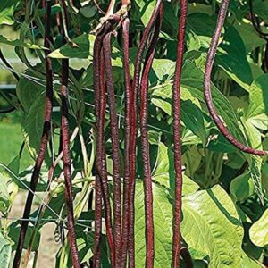 David's Garden Seeds Bean Pole Yard Long Red Noodle FBA-00031 (Red) 50 Non-GMO, Heirloom Seeds