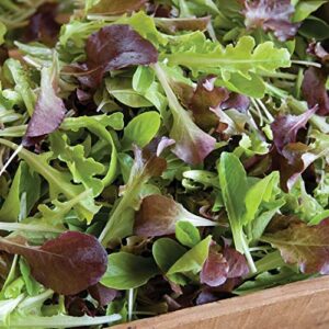 david’s garden seeds lettuce mix encore fba-0006 (multi) 200 non-gmo, heirloom seeds