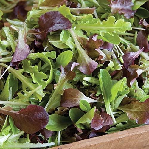 David's Garden Seeds Lettuce Mix Encore FBA-0006 (Multi) 200 Non-GMO, Heirloom Seeds