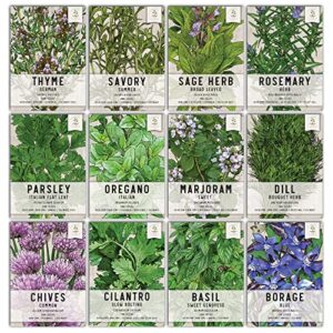 Seed Needs, Culinary Herb Collection (12 Individual Herb Seeds for Planting Indoors or Outdoors) Grow Your Own Organic Herb Garden - Heirloom, Non-GMO, Untreated
