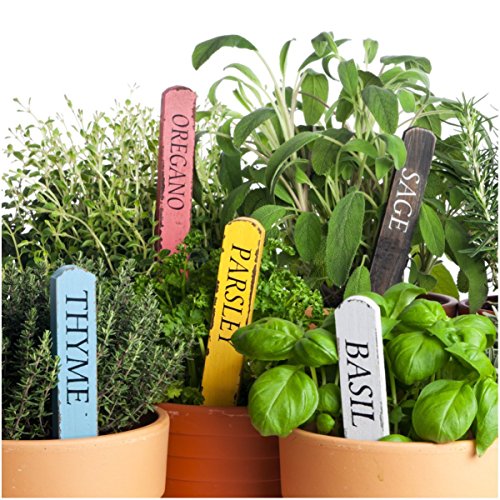 Seed Needs, Culinary Herb Collection (12 Individual Herb Seeds for Planting Indoors or Outdoors) Grow Your Own Organic Herb Garden - Heirloom, Non-GMO, Untreated