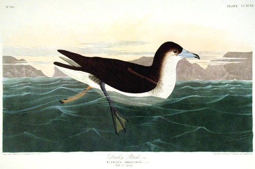 Dusky Petrel. From"The Birds of America" (Amsterdam Edition)