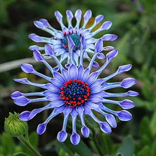 100+ Rare Blue Daisy Colorful Flowers Seeds Garden Plants