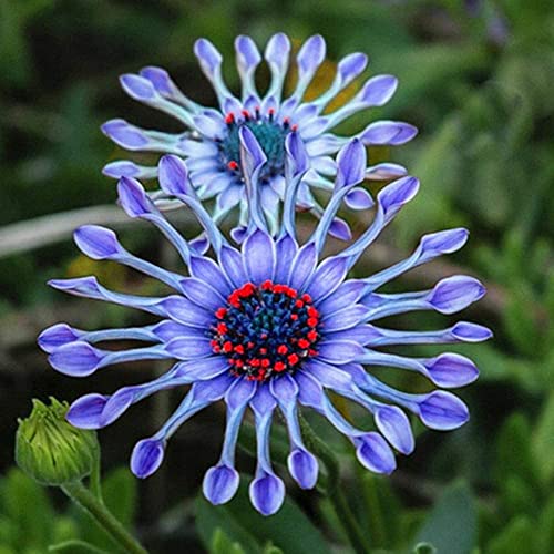 100+ Rare Blue Daisy Colorful Flowers Seeds Garden Plants