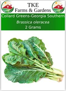 tke farms – georgia southern collard green seed for planting, 2 grams ≈ 225 seeds, brassica oleracea
