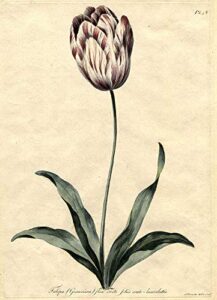 tulipa (gesneriana) flore erecto foliis ovato-lanceolatis [garden tulip with erect pointed leaves]