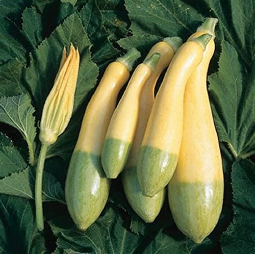 David's Garden Seeds Squash Summer Zephyr FBA-00024 (Multi) 25 Non-GMO, Hybrid Seeds