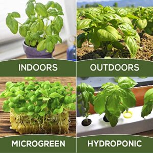 Basil Seeds for Planting Home Garden Herbs - Individual Pack of 550+ Heirloom Seeds, Suitable for Outdoors, Indoors, and Hydroponics - Non-GMO, Non-Hybrid, Untreated, and USA Grown Variety