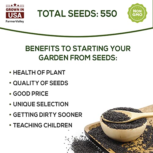 Basil Seeds for Planting Home Garden Herbs - Individual Pack of 550+ Heirloom Seeds, Suitable for Outdoors, Indoors, and Hydroponics - Non-GMO, Non-Hybrid, Untreated, and USA Grown Variety