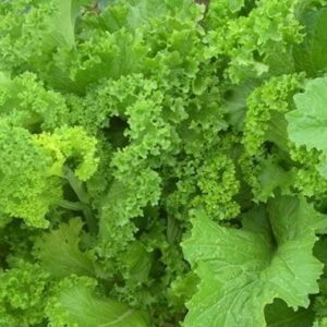 David's Garden Seeds Mustard Greens Southern Giant Curled FBA-00055 (Green) 200 Non-GMO, Heirloom Seeds
