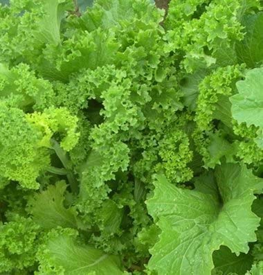 David's Garden Seeds Mustard Greens Southern Giant Curled FBA-00055 (Green) 200 Non-GMO, Heirloom Seeds