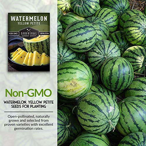 Survival Garden Seeds - Yellow Petite Watermelon Seed for Planting - Packet with Instructions to Plant and Grow Small Yellow Watermelons in Your Home Vegetable Garden - Non-GMO Heirloom Variety