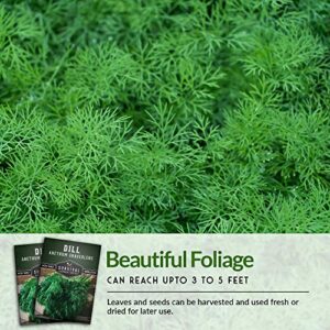 Survival Garden Seeds - Dill Seed for Planting - Packet with Instructions to Plant and Grow Popular Pickling Herbs in Your Home Vegetable and Herb Garden - Non-GMO Heirloom Variety - 3 Pack