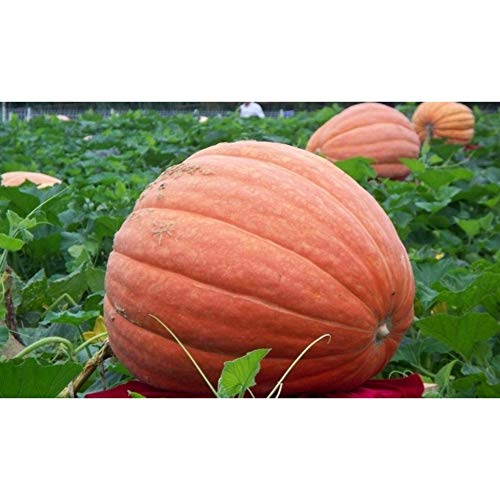 Window Garden - Pumpkin Vegetable Starter Kit - Grow Your Own Food. Germinate Seeds on Your Windowsill Then Move to a Patio Planter or Vegetable Patch. Mini Greenhouse System - Easy. (Pumpkin)