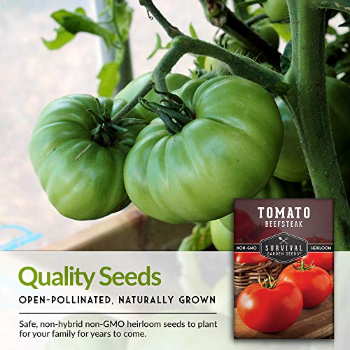 Survival Garden Seeds - Beefsteak Tomato Seed for Planting - Packet with Instructions to Plant and Grow Delicious Tomatoes in Your Home Vegetable Garden - Non-GMO Heirloom Variety - 1 Pack