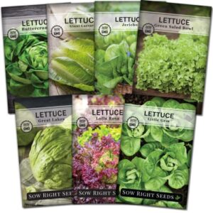 sow right seeds – large lettuce seed collection for planting – buttercrunch, jericho, great lakes, salad bowl, little gem, giant caesar and lolla rosa – non-gmo heirloom seeds to plant a home garden