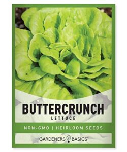 2000+ buttercrunch lettuce seeds for planting – butterhead boston bibb heirloom, non-gmo vegetable variety- 2 grams seeds great for spring, summer, winter garden and hydroponics by gardeners basics