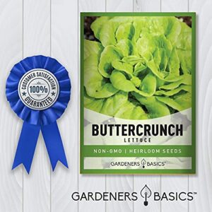2000+ Buttercrunch Lettuce Seeds for Planting - Butterhead Boston Bibb Heirloom, Non-GMO Vegetable Variety- 2 Grams Seeds Great for Spring, Summer, Winter Garden and Hydroponics by Gardeners Basics