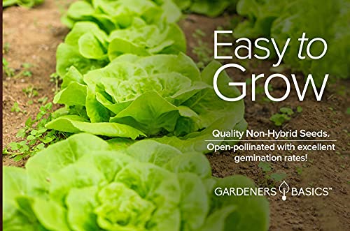 2000+ Buttercrunch Lettuce Seeds for Planting - Butterhead Boston Bibb Heirloom, Non-GMO Vegetable Variety- 2 Grams Seeds Great for Spring, Summer, Winter Garden and Hydroponics by Gardeners Basics