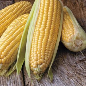 Honey Select Yellow Sweet Corn Seeds for Planting, 50+ Heirloom Seeds Per Packet, (Isla's Garden Seeds), Non GMO Seeds, Botanical Name: Zea Mays, Great Home Garden Gift