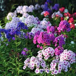 dichmag 1000+ phlox seeds for planting mixed color – popstars phlox creeping perennial ground cover – annual flower seeds for home and garden, blue