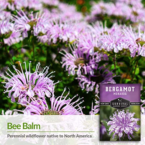 Survival Garden Seeds - Bergamot Herb (Bee Balm) Seed for Planting - Packet with Instructions to Plant and Grow Lavender Monarda Wildflowers in Your Home Vegetable Garden - Non-GMO Heirloom Variety