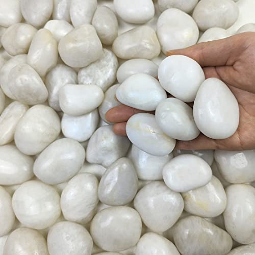 FANTIAN Natural Polished White Pebbles - 5lb Smooth Small White River Rocks for Plants, Aquariums Rocks, Vase Fillers, Landscaping Rocks and Fairy Garden White Stones