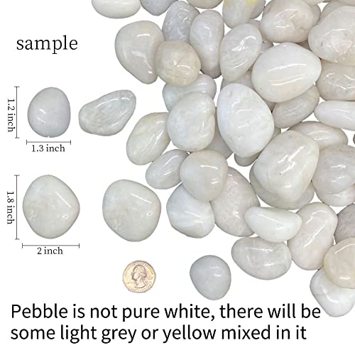 FANTIAN Natural Polished White Pebbles - 5lb Smooth Small White River Rocks for Plants, Aquariums Rocks, Vase Fillers, Landscaping Rocks and Fairy Garden White Stones
