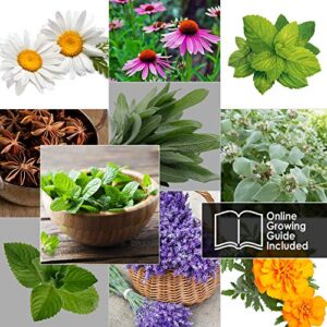 10 Herbal and Medical Tea Seeds Pack - Heirloom and Non GMO, Grown in USA - Indoor or Outdoor Garden - Chamomile, Lavender, Mint, Lemon Balm, Catnip, Peppermint, Anise, Coneflower Echinacea & More