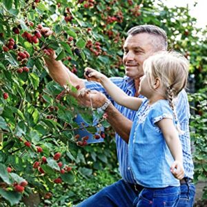 Fruit Seeds Combo Pack - 6 Types, Strawberry Raspberry Mulberry Apple Orange Blueberry Seeds, Non-GMO Heirloom and Organic, for Home Garden ( 600pcs )