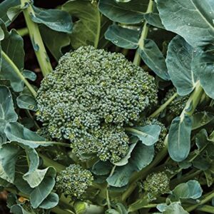 Burpee Sun King Broccoli Seeds 400 seeds