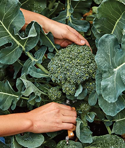 Burpee Sun King Broccoli Seeds 400 seeds