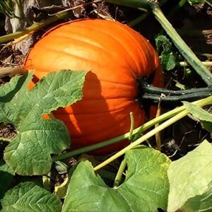 "Sugar Pie" Pumpkin Seeds for Planting, 20+ Heirloom Seeds Per Packet, (Isla's Garden Seeds), Non GMO Seeds, Non GMO Seeds, Botanical Name: Cucurbita Pepo, This Variety is for Making Pumpkin Pie!