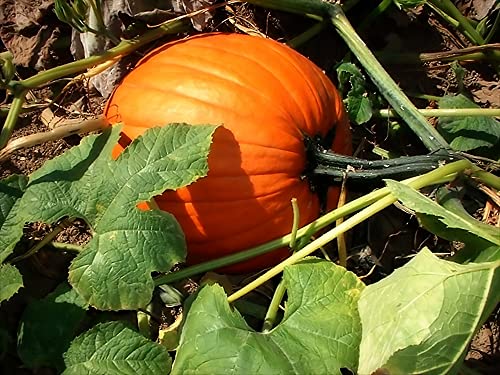 "Sugar Pie" Pumpkin Seeds for Planting, 20+ Heirloom Seeds Per Packet, (Isla's Garden Seeds), Non GMO Seeds, Non GMO Seeds, Botanical Name: Cucurbita Pepo, This Variety is for Making Pumpkin Pie!