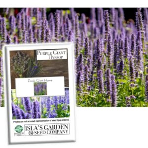 “purple giant” hyssop seeds for planting, fragrant herb, 250+ seeds per packet, (isla’s garden seeds), non gmo & heirloom seeds, botanical name: agastache rugosa, great home garden gift