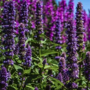 "Purple Giant" Hyssop Seeds for Planting, Fragrant Herb, 250+ Seeds Per Packet, (Isla's Garden Seeds), Non GMO & Heirloom Seeds, Botanical Name: Agastache Rugosa, Great Home Garden Gift