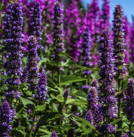 "Purple Giant" Hyssop Seeds for Planting, Fragrant Herb, 250+ Seeds Per Packet, (Isla's Garden Seeds), Non GMO & Heirloom Seeds, Botanical Name: Agastache Rugosa, Great Home Garden Gift