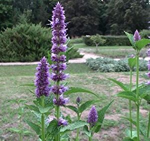 "Purple Giant" Hyssop Seeds for Planting, Fragrant Herb, 250+ Seeds Per Packet, (Isla's Garden Seeds), Non GMO & Heirloom Seeds, Botanical Name: Agastache Rugosa, Great Home Garden Gift