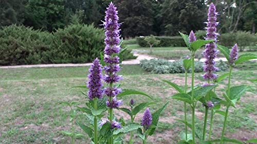 "Purple Giant" Hyssop Seeds for Planting, Fragrant Herb, 250+ Seeds Per Packet, (Isla's Garden Seeds), Non GMO & Heirloom Seeds, Botanical Name: Agastache Rugosa, Great Home Garden Gift