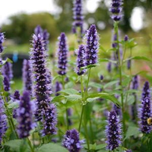 "Purple Giant" Hyssop Seeds for Planting, Fragrant Herb, 250+ Seeds Per Packet, (Isla's Garden Seeds), Non GMO & Heirloom Seeds, Botanical Name: Agastache Rugosa, Great Home Garden Gift
