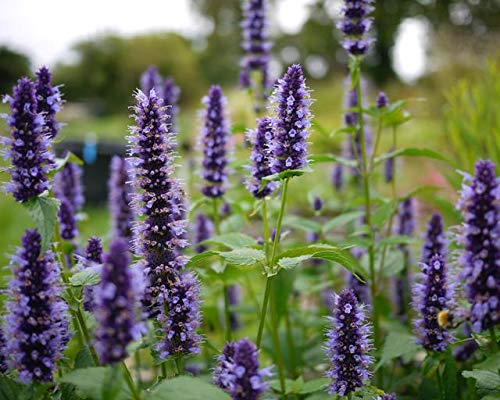 "Purple Giant" Hyssop Seeds for Planting, Fragrant Herb, 250+ Seeds Per Packet, (Isla's Garden Seeds), Non GMO & Heirloom Seeds, Botanical Name: Agastache Rugosa, Great Home Garden Gift