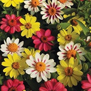 Burpee Raspberry Lemonade Mix Zinnia Seeds 25 seeds