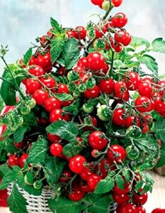 dwarf bush tomatoes seeds for planting 25+ seeds indoor vegetable garden