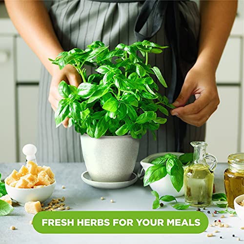 Indoor Herb Garden Starter Kit - 5 Herb Plant Grow Kit w/ Pots & Soil - DIY Heirloom Herb Seeds Home Gardening Kit - Kitchen Window Garden Growing Kit - Unique Gardening Gifts for Women & Men