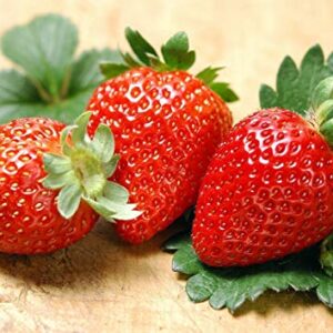 300pcs Giant Strawberry Seeds, Sweet Red Strawberry/Organic Garden Strawberry Fruit Seeds, for Home Garden Planting