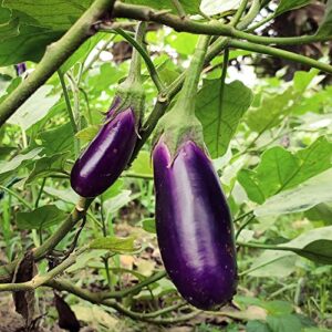 Purely Organic Products Purely Organic Heirloom Eggplant Seeds (Long Purple) - Approx 160 Seeds